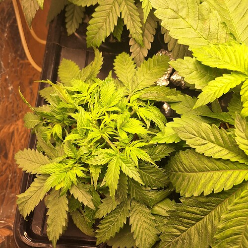 Eine junge Cannabis-Pflanze in der Wachstumsphase, mit vielen grünen Blättern und einem dichten Wuchs.