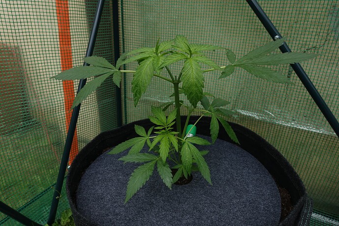 Growreport Bild 8