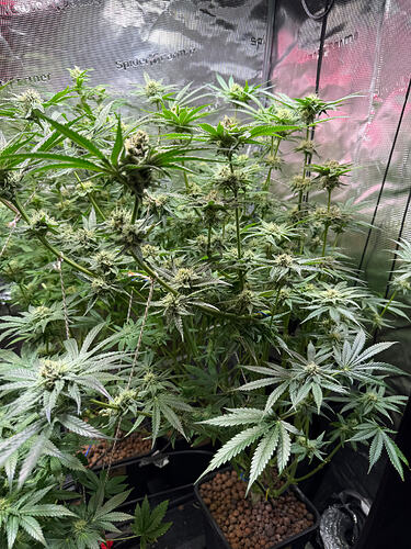 Growreport Bild 29