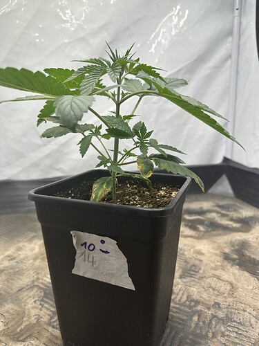 Growreport Bild 30