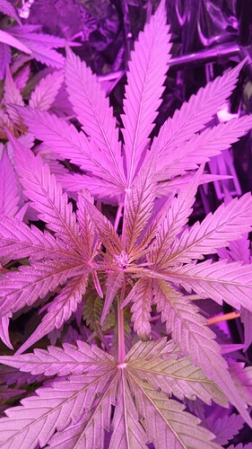 Growreport Bild 7