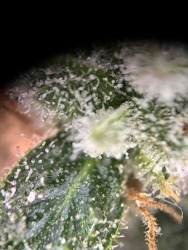 Growreport Bild 68