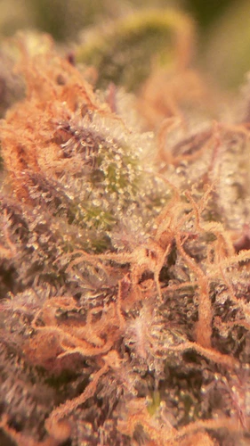 Growreport Bild 15