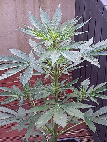 Growreport Bild 39