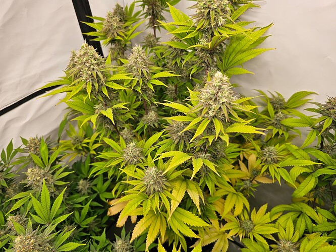 Growreport Bild 6