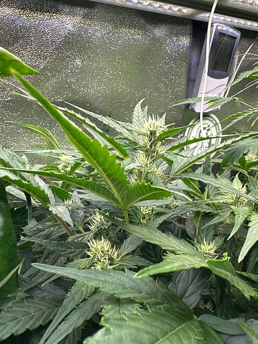 Growreport Bild 6