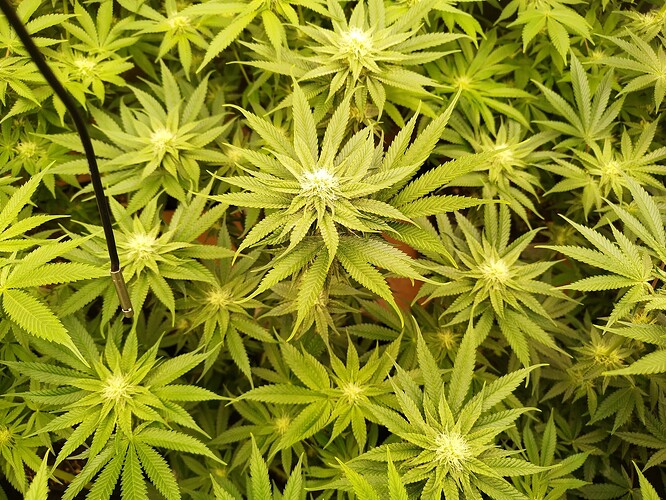 Growreport Bild 8