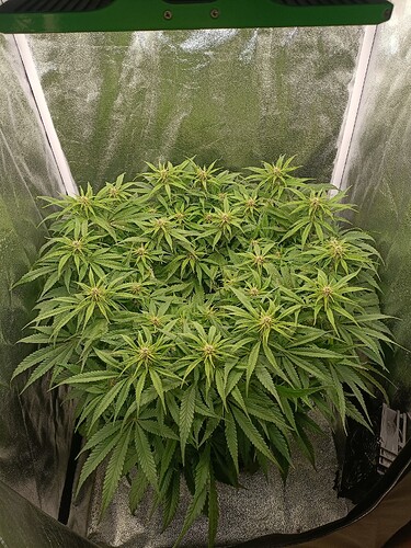 Growreport Bild 5