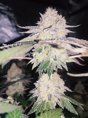 Growreport Bild 53