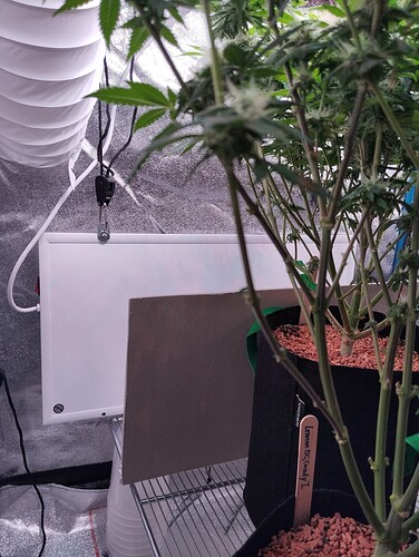 IMG_20250207_205026 - Kopie