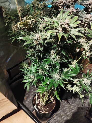 Growreport Bild 36