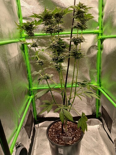 Growreport Bild 6