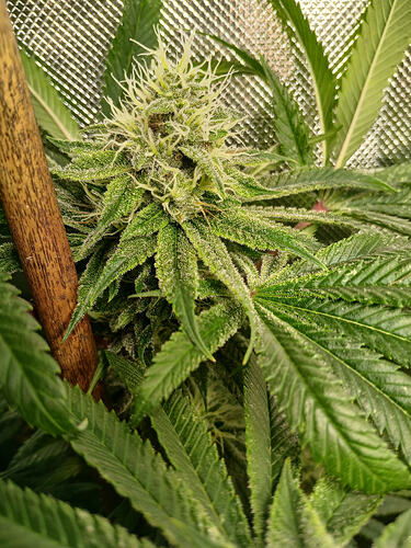 Growreport Bild 19