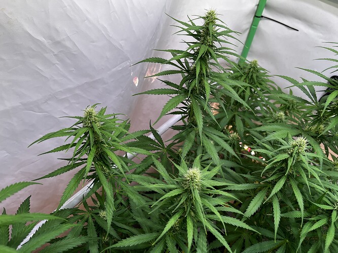 Growreport Bild 7