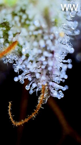 Growreport Bild 9