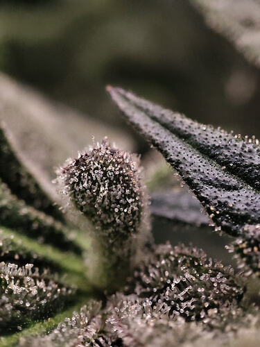Growreport Bild 24