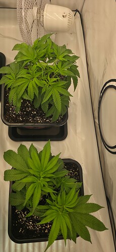 Growreport Bild 34