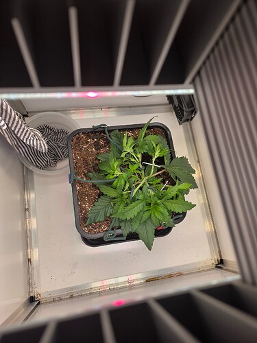 Growreport Bild 3