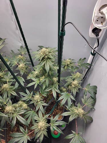 Growreport Bild 7