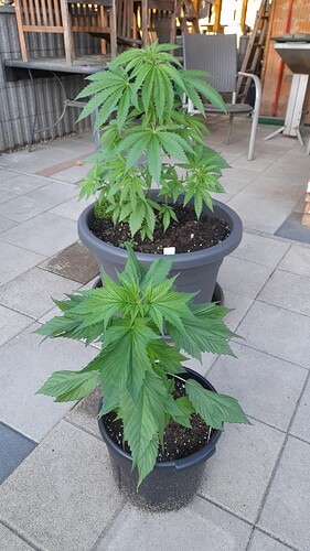 Growreport Bild 2
