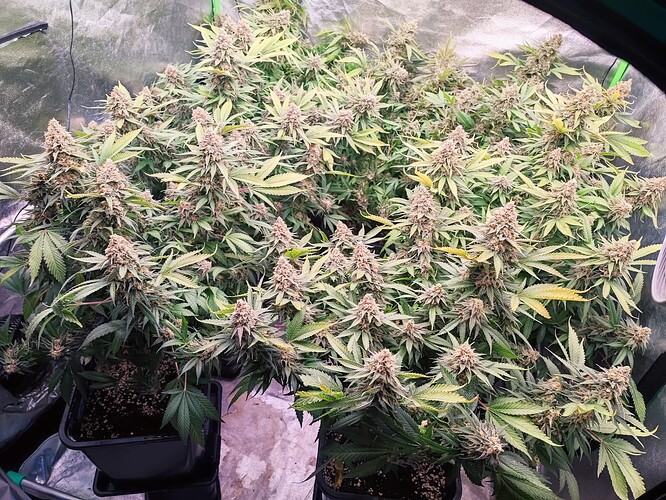 Growreport Bild 61