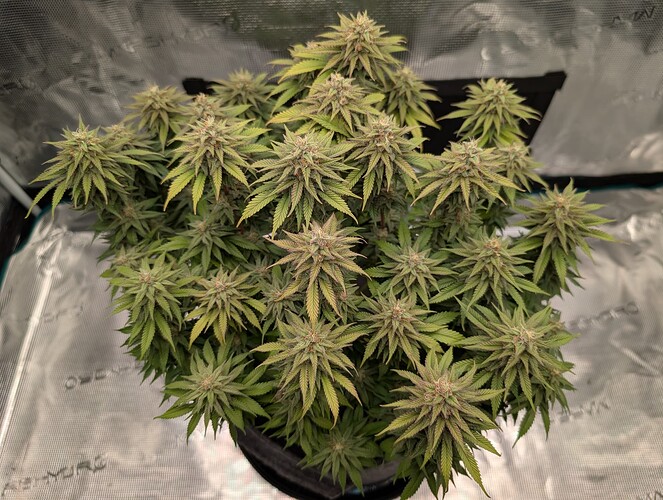 Growreport Bild 19