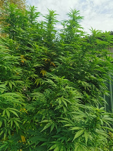 Growreport Bild 16