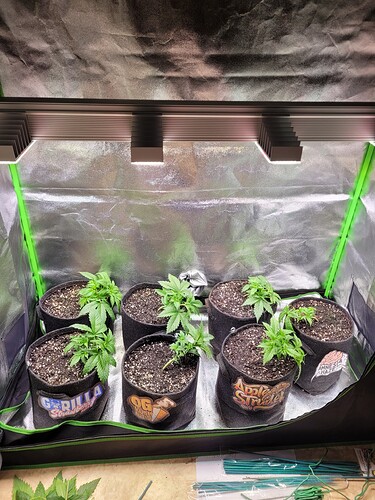 Growreport Bild 2