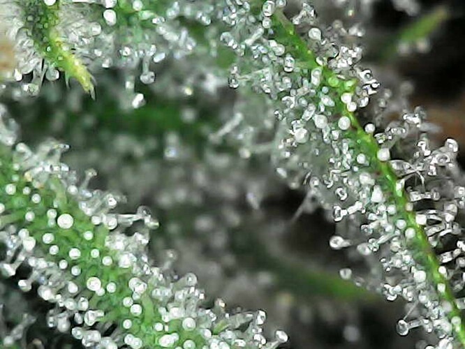 Photo_2025-04-13 16_35_00_609