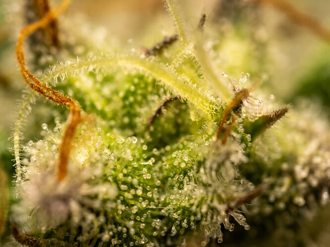 Growreport Bild 6