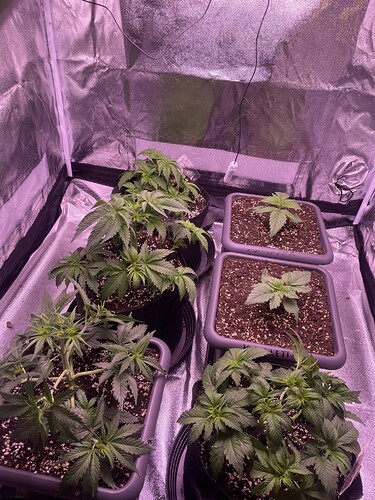 Growreport Bild 8