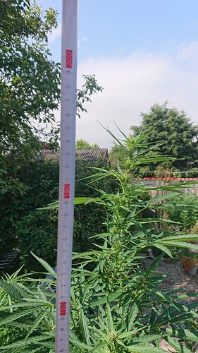 Growreport Bild 31