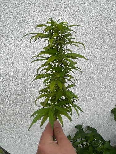 Growreport Bild 5