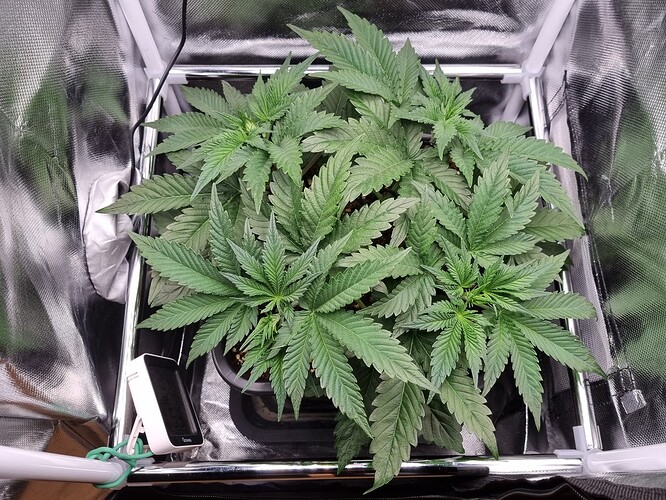 Growreport Bild 4