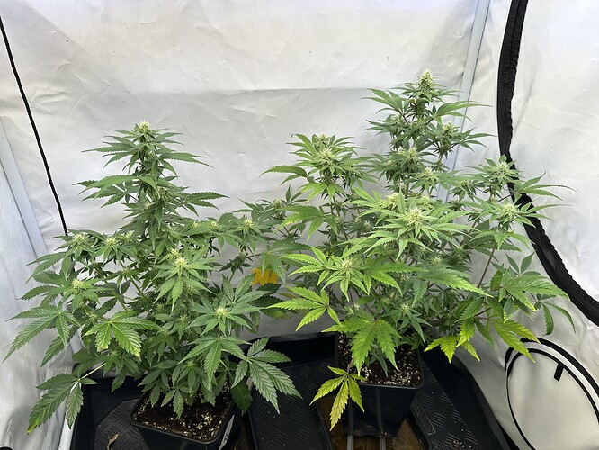 Growreport Bild 1