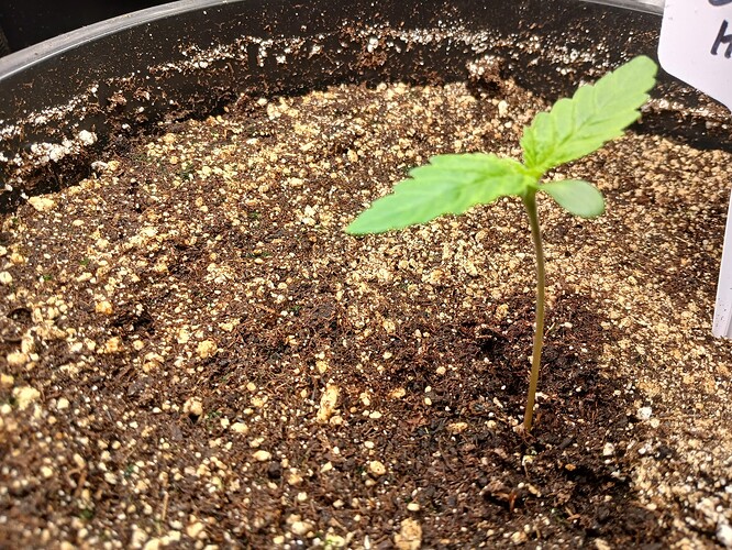 Growreport Bild 4