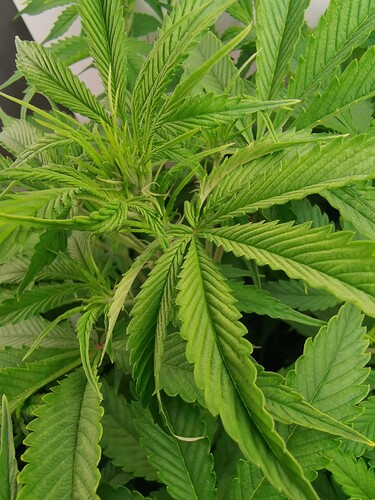 Growreport Bild 8