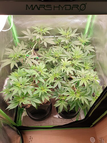 Growreport Bild 1