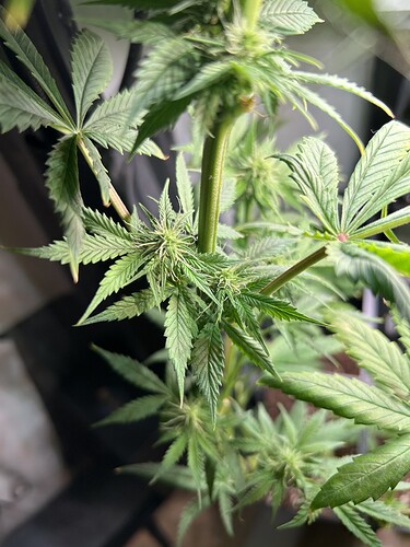 Growreport Bild 3