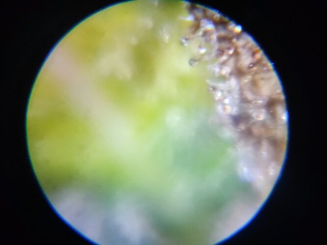 Growreport Bild 37