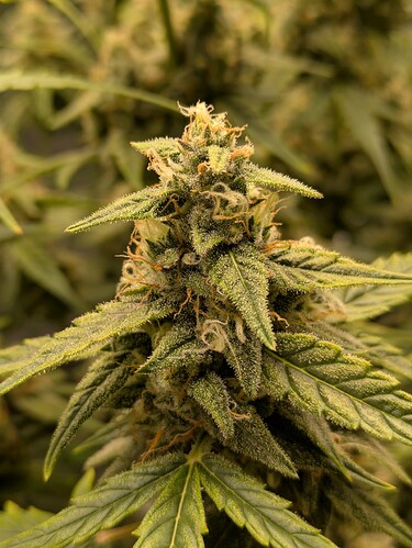 Growreport Bild 12