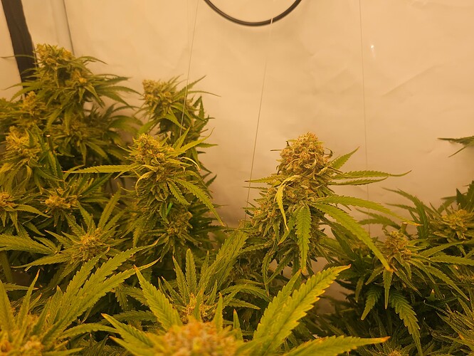 Growreport Bild 12