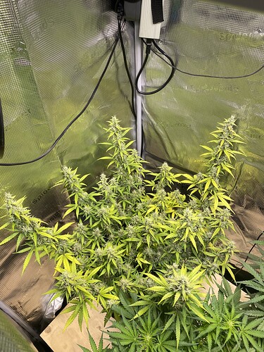 Growreport Bild 72