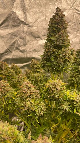 Growreport Bild 4
