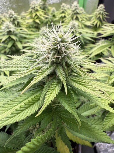 Growreport Bild 18