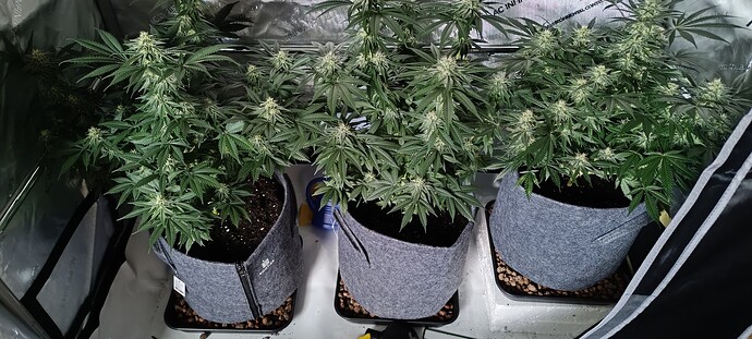 Growreport Bild 5