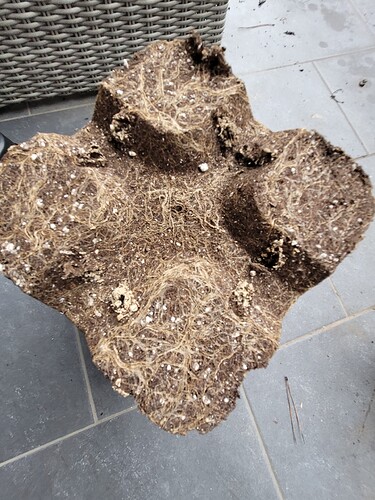 Growreport Bild 1