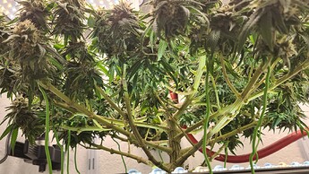 Growreport Bild 120