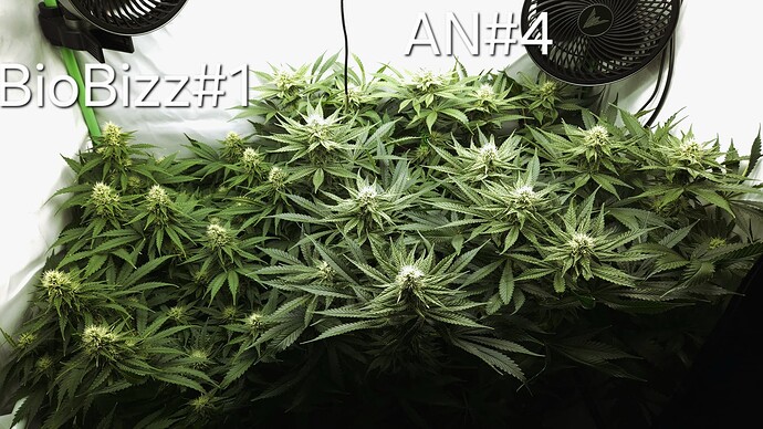 Growreport Bild 3