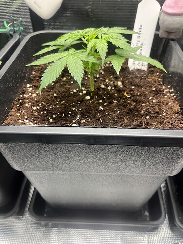 Growreport Bild 8